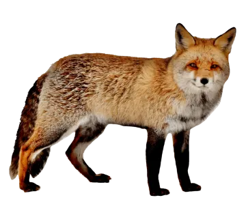 a close up of a fox on a white background