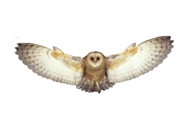 a barn owl spreads its wings