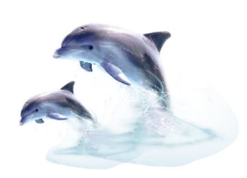 three dolphins jumping out of the water
