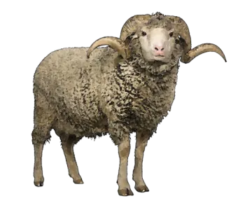 a drawing of a sheep standing on a white background