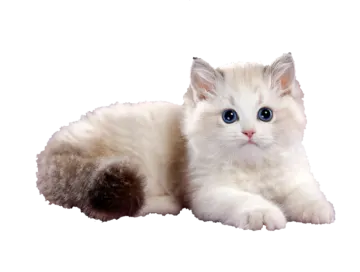 a white kitten with blue eyes laying down