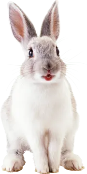 a close up of a rabbit on a white background