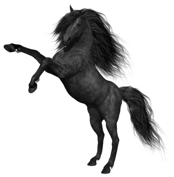a black horse is standing on its hinds