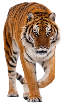 a tiger is walking in the snow