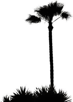 a black and white silhouette of a palm tree