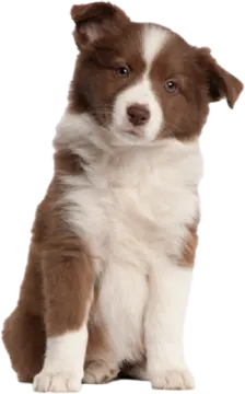 a brown and white puppy sitting on the ground