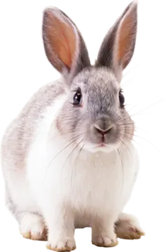 a gray and white rabbit on a white background
