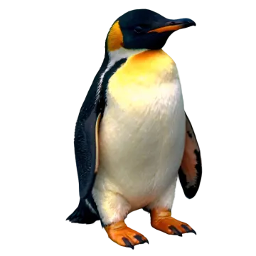 a close up of a penguin on a white background