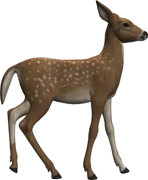a small deer walking across a white surface