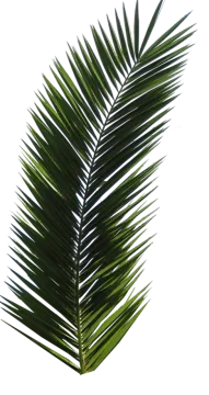 a palm leaf on a white background