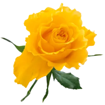 a yellow rose on a white background