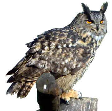 an owl sitting on top of a wooden post