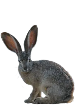 a small rabbit sitting on the ground