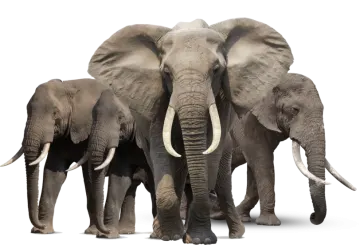 two elephants standing next to each other elephants