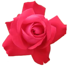 a pink rose on a white background