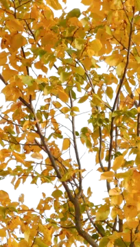 a tree with yellow leaves on it