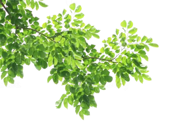 green leaves on white background