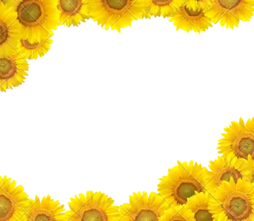 sunflowers on a white background