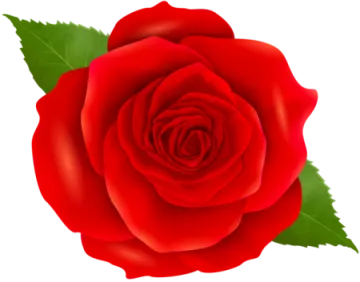 a red rose with green leaves
