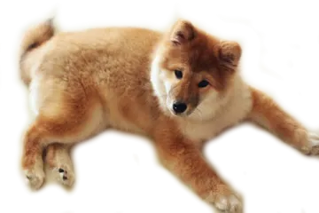 a small brown dog laying on top of a white surface