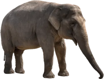 an elephant standing in front of a white background