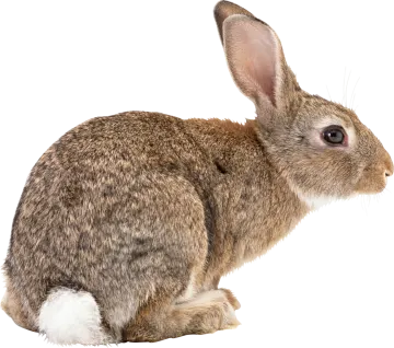 a small rabbit sitting on the ground