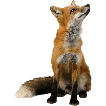 a red fox looking up to the sky