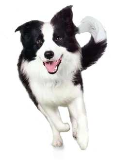 a black and white dog running towards the camera