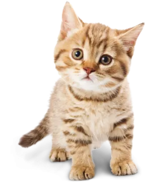 a small kitten is looking up at the camera