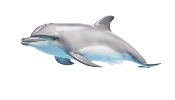 a drawing of a dolphin jumping in the air