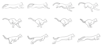 how to draw a cat