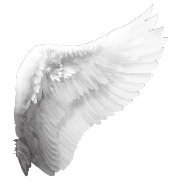 an image of a white angel wings