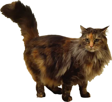 a cat with long hair standing on a white background