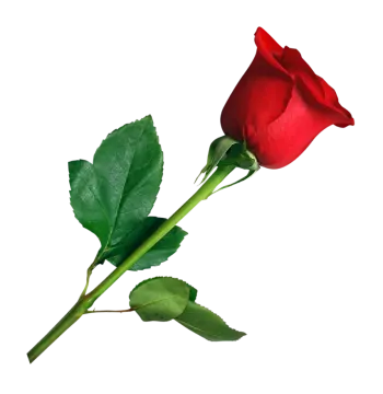 a single red rose on a white background