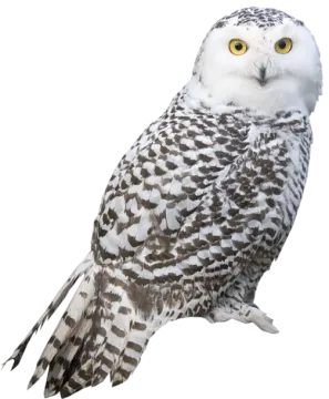 a white and brown owl with yellow eyes