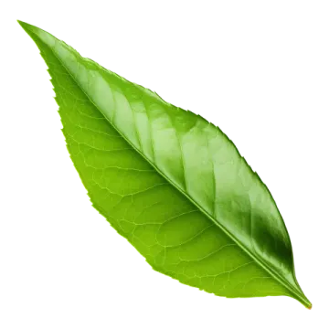 a leaf on a white background