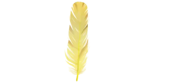 a yellow feather on a white background