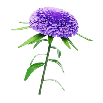 a purple flower on a white background