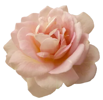 a pink rose on a white background