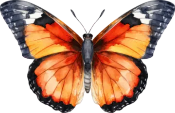 an orange and black butterfly on a white background
