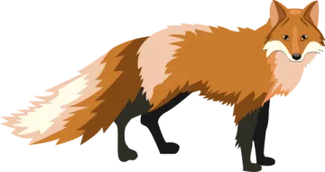 a red fox standing on a white background