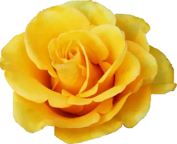 a yellow rose on a white background