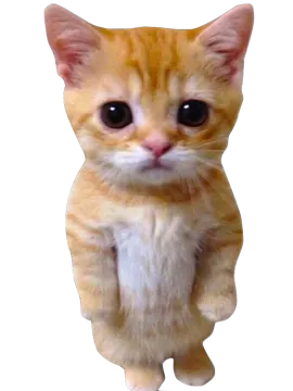 an orange kitten sitting on its hinds