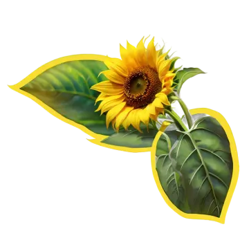 a yellow sunflower on a white background
