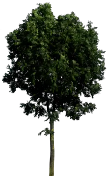 a tree on a white background