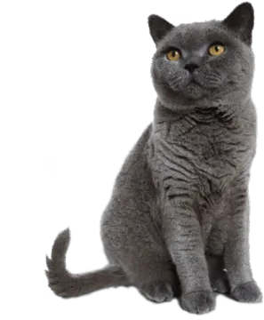 a gray cat sitting on a white surface