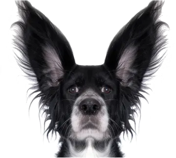 a black and white dog with long hair