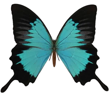 a blue butterfly on a white background