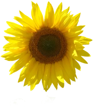 a sunflower on a white background