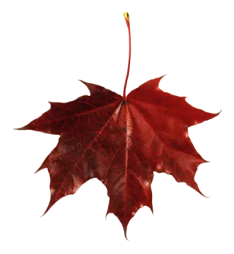 a red leaf on a white background